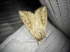 Mythimna flavostigma