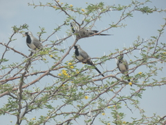 Oena capensis capensis