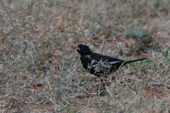 Bubalornis niger niger