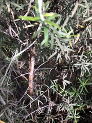 Pyracantha angustifolia