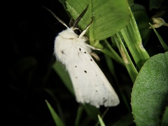 Spilosoma lubricipeda