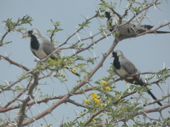 Oena capensis capensis