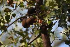 Andricus quercuscalifornicus