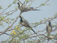 Oena capensis capensis
