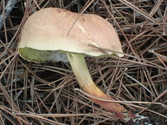 Suillus bovinus