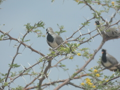 Oena capensis capensis