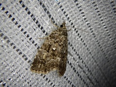 Protodeltote distinguenda