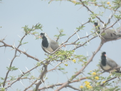 Oena capensis capensis