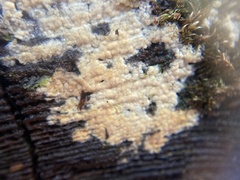 Trichoderma pulvinatum