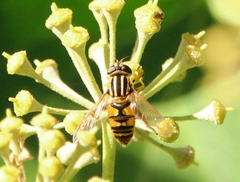 Helophilus pendulus
