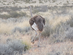 Struthio camelus australis