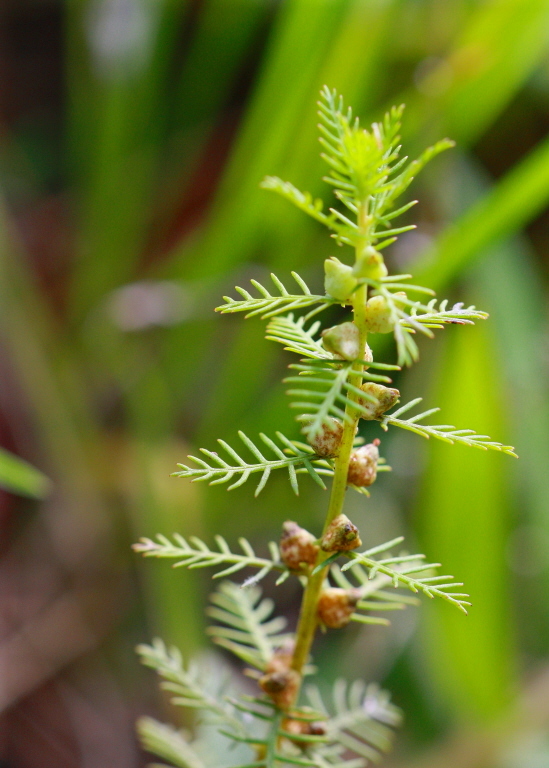 Proserpinaca pectinata