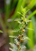 Combleaf Mermaidweed - Photo (c) Mary Keim, some rights reserved (CC BY-NC-SA)