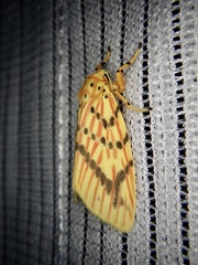 Barsine striata