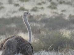 Struthio camelus australis