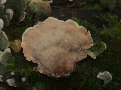 Stereum lobatum