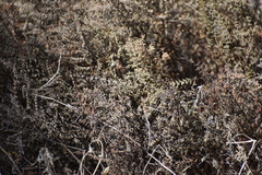 Pellaea mucronata