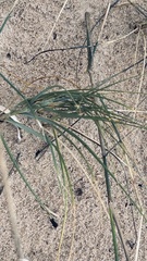 Ehrharta villosa