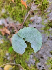 Ranunculus abortivus