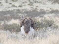 Struthio camelus australis