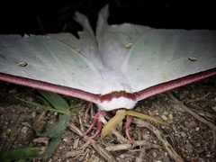 Actias aliena aliena