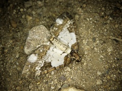 Melanthia procellata inquinata