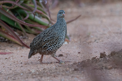 Pternistis natalensis