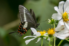 Heraclides hectorides