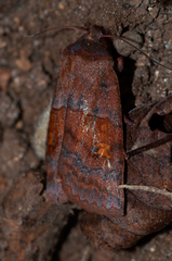 Eupsilia tristigmata