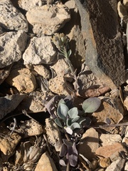 Physaria kingii kingii