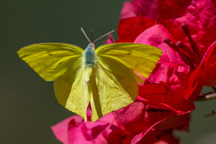 Phoebis neocypris