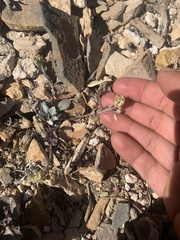 Physaria kingii kingii