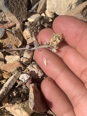 Physaria kingii kingii