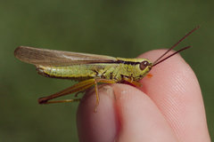Mecostethus parapleurus