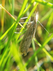 Agriphila tersellus