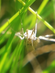 Agriphila tersellus