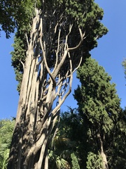 Cupressus sempervirens