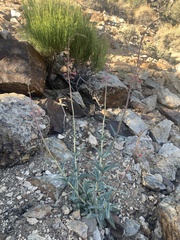 Penstemon floridus austinii