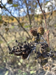Taphrina robinsoniana