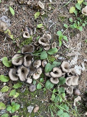 Craterellus fallax