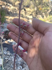 Penstemon floridus austinii