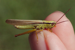 Mecostethus parapleurus