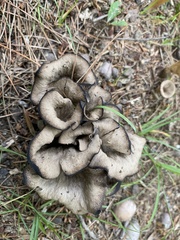Craterellus fallax