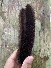 Bignonia sciuripabulum