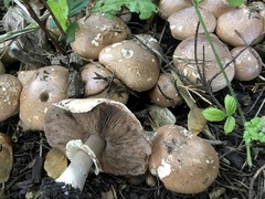 Agaricus albolutescens