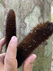 Bignonia sciuripabulum