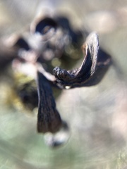 Taphrina robinsoniana