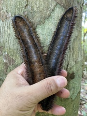 Bignonia sciuripabulum
