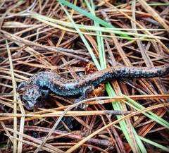 Pseudoeurycea leprosa