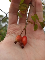 Rosa micrantha